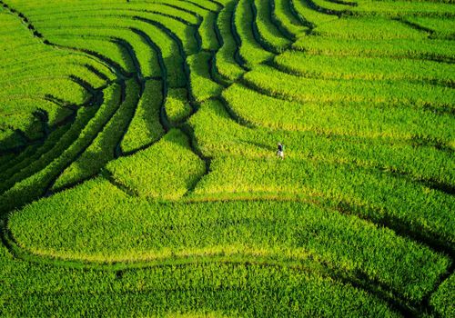 Beautiful green landscape representing visual rest and focus